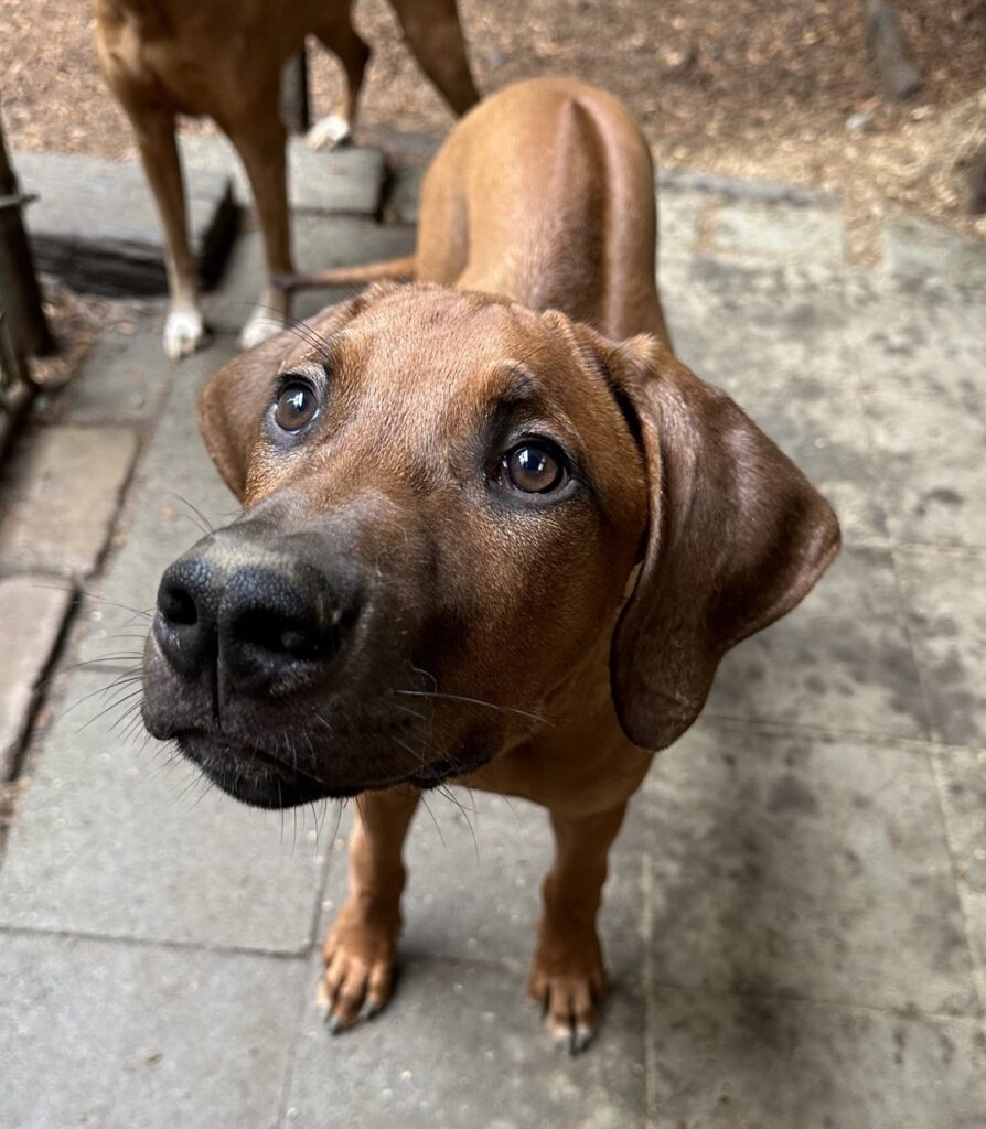 Beau - Rhodesian ridgeback puppy